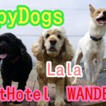ペットホテルで元気に遊ぶ犬達！Dogs are having fun at PetHotel WANDER ブルドッグ　アメリカンコッカースパニエル　スコティッシュテリア　ミックス犬