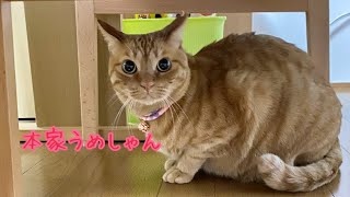 【本家】おしゃべりペット うめしゃん　大変たいへーん🙀