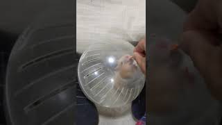 ペット初投稿！ニンジンよく食べるな💦