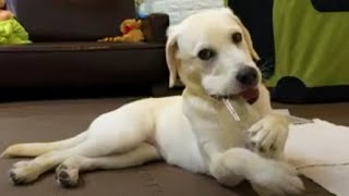 暇つぶし♪はペットボトルつぶし♪子犬 ベル ラブラドールレトリバー