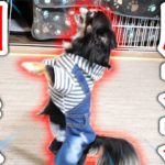 賢いチクワ VS クセが強い飼い主 VS イセエビズ