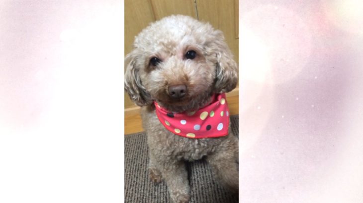 thanksmovie toペットver