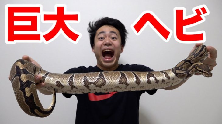 【危険】自宅の巨大ヘビを噛まれず持ち上げられるまで絶対帰れません！！