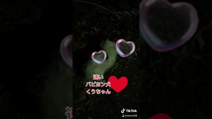 ヒカキン　ヒカキン大好き　フィッシャーズ　フィッシャーズ大好き　くうちゃん　パピヨン　子犬　犬　ワンちゃん　チャンネル登録お願いいたします。