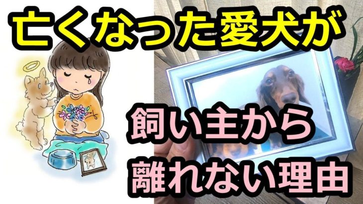 【ペットロス】亡くなった愛犬が飼い主から離れない理由 犬の死後 ワンちゃん