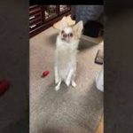 【ペット】いつ間にか、直立芸を、、