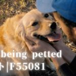 Yaku VideoLibrary|視頻資源庫|寵愛|社会活動|Dog being petted|ペット|F55081