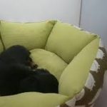 ペットショップcoo&riku No.528428　Ｍ・ダックスフンド