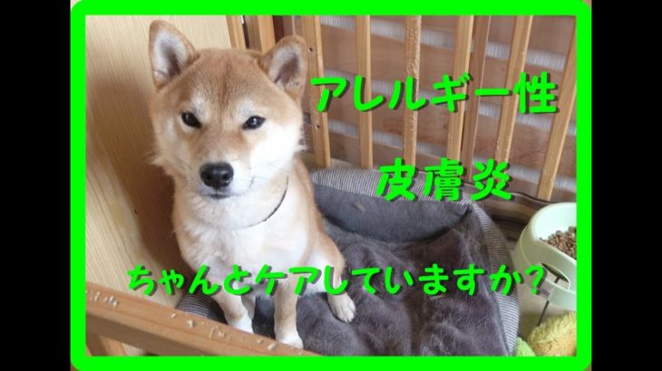 【柴犬】アレルギー性皮膚炎！ペットのケアをしてますか？