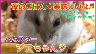 【夜のごはん★美味しいな🎵】#shorts #ハムスター #hamster #小動物 #エキゾチックアニマル #ペット #PET
