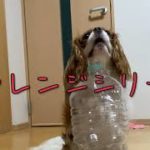 【キャバリア】愛犬ニーナのチャレンジシリーズ！ペットボトルに入ったおやつを取ることができるか！！