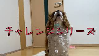 【キャバリア】愛犬ニーナのチャレンジシリーズ！ペットボトルに入ったおやつを取ることができるか！！