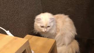 ペットショップCoo&RIKU スコティッシュフォールド　00469429