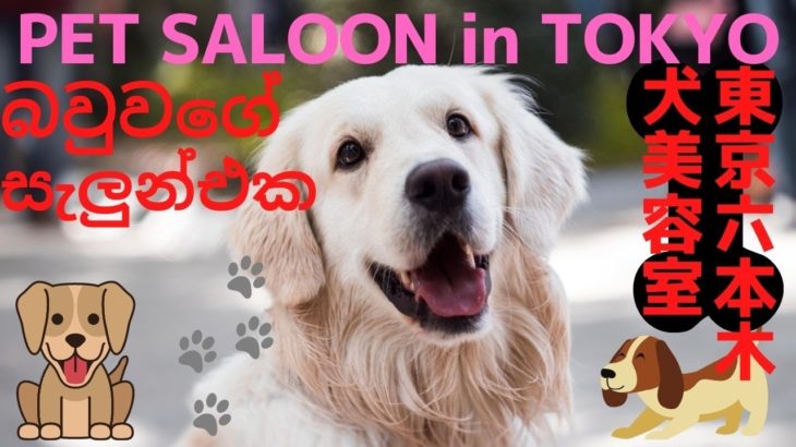 Tokyo city, 東京都, PET SALOON,  Dog Grooming, ペットサロン(トリミング), 犬美容室