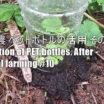 自然農 ペットボトルの活用 その後 Utilization of PET bottles. After – Natural farming #10