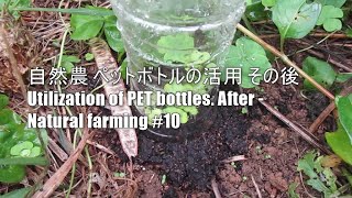 自然農 ペットボトルの活用 その後 Utilization of PET bottles. After – Natural farming #10