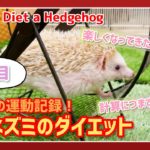 【ハリネズミ】ハリネズミのダイエット記録！【2日目】｜Hedgehog Diet Record!  DAY2