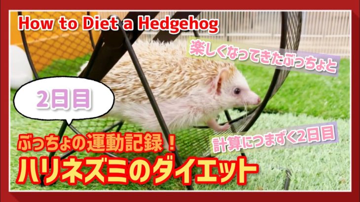 【ハリネズミ】ハリネズミのダイエット記録！【2日目】｜Hedgehog Diet Record!  DAY2
