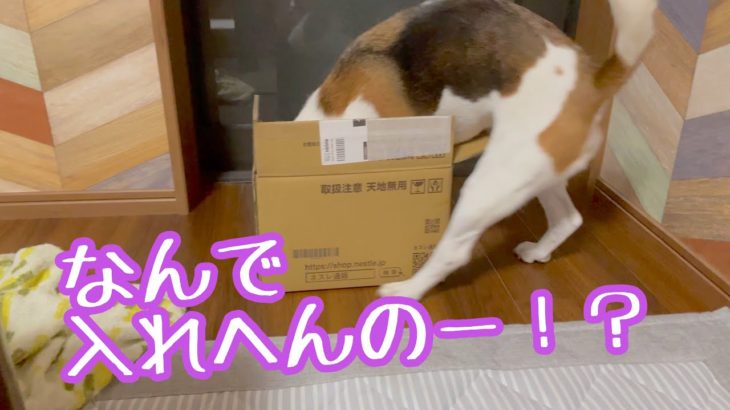 【BEAGLEさつき】短編３本立て☆もやし・ペットドア・入れない箱と犬。Satsuki the Beagle