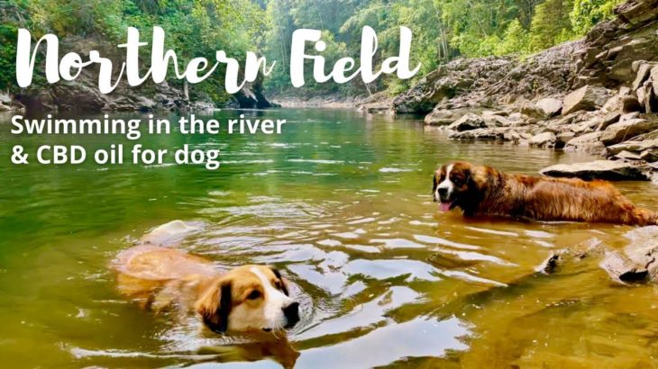 【ペット用CBDオイルを使ってみた感想、川遊び】超大型犬と田舎暮らし／カナダ・海外生活／犬Vlog