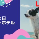 ８月２日　ペットホテルの様子　ライブ　LIVE　dog hotel