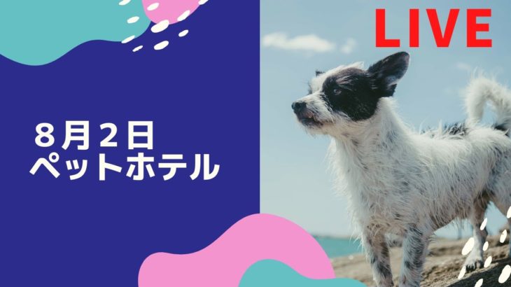 ８月２日　ペットホテルの様子　ライブ　LIVE　dog hotel