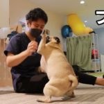 【パグ】ダイエット本格始動！犬専用フィットネスクラブにやってきたWWWWWW