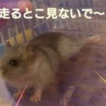 恐る恐る走るまるちゃん🐹　hamster　ハムスター　かわいい　可愛い　cute　PET　ペット　癒し　癒される