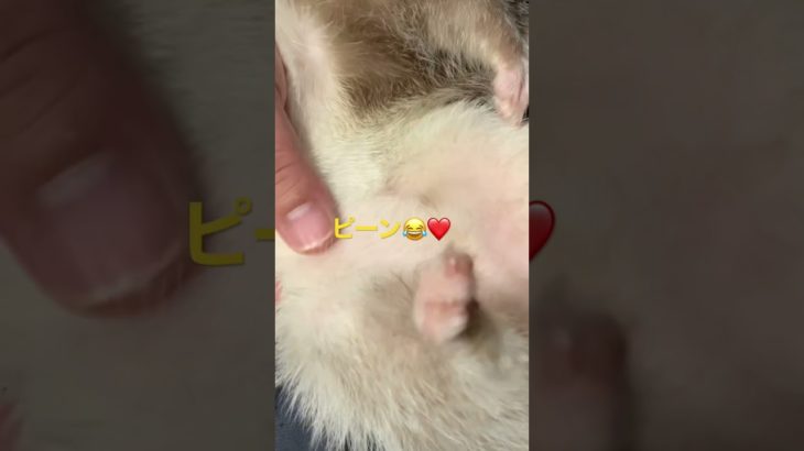 足ピン立ちで眠るフェレット#shorts #フェレット #ペット