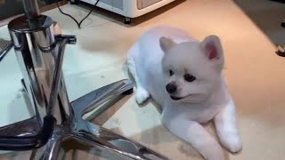 中央区日本橋ペットサロン・【犬と日本橋】