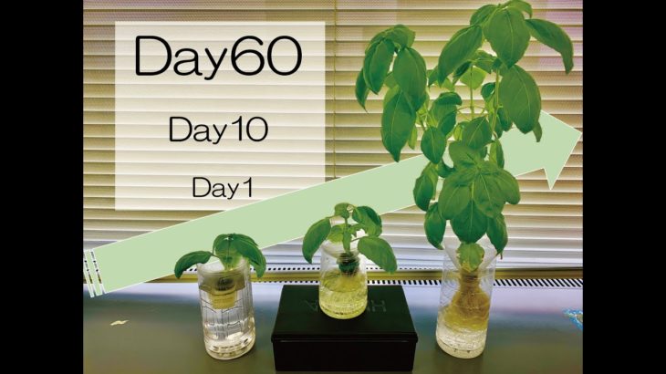 水耕栽培でバジルを育成。ペットボトルだけで簡単家庭菜園