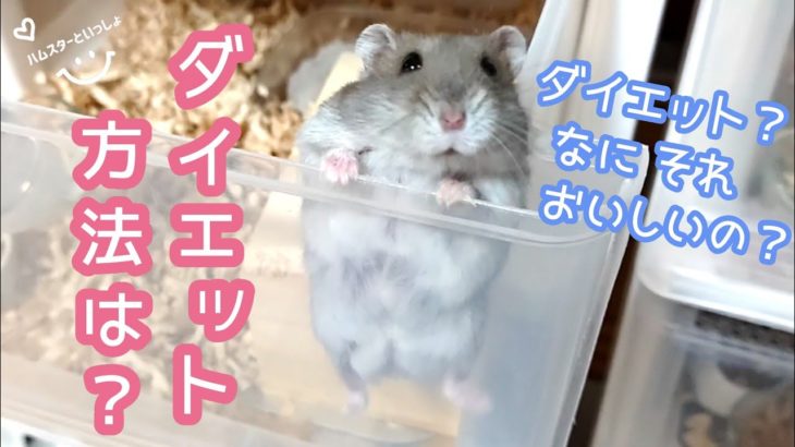 【ぽっちゃりハムスター達】のダイエット方法は？(ゆきち🐹)(つぶきち🐹)(みるく🐹)