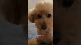 トイプードルの隠し芸ダイス.スタッキング  フィッシャーズリスペクト  ワン！ダフル