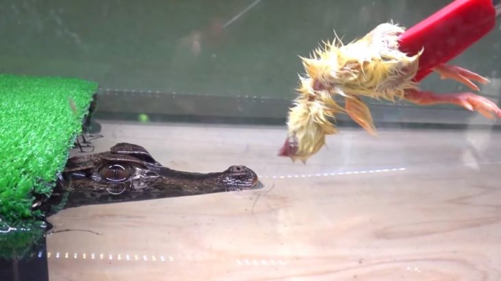 ペットのワニに初めてヒヨコを与えてみた
