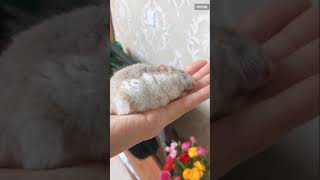 小鼠-03　可愛い子猫　かわいい犬　癒される動物ペット動画