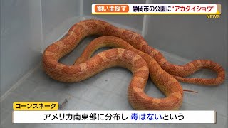 ペットが逃げたか　静岡市の公園で1mのヘビ「アカダイショウ」発見・捕獲