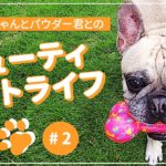 愛犬キンちゃんとパウダー君とのビューティペットライフ #2 〜ビューティSAKURAのきれいのスパイス