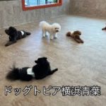 20210917 Dog daycare in Japan. Pet resort, cage free boarding , pet care , Grooming salon犬の保育園ペットホテル