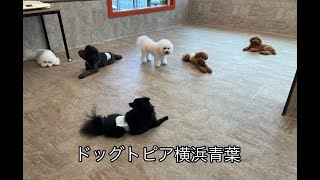 20210917 Dog daycare in Japan. Pet resort, cage free boarding , pet care , Grooming salon犬の保育園ペットホテル