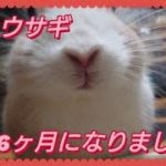 【ペット ウサギ】ミニウサギが生後6ヶ月の大人になりました！