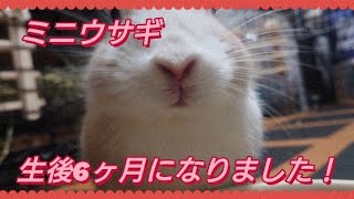 【ペット ウサギ】ミニウサギが生後6ヶ月の大人になりました！