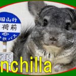 【珍ペット】Cute pet animals Chinchilla