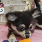 【No.130457 ポメチワ ♀】ペットショップ犬の家猫の里碧南店