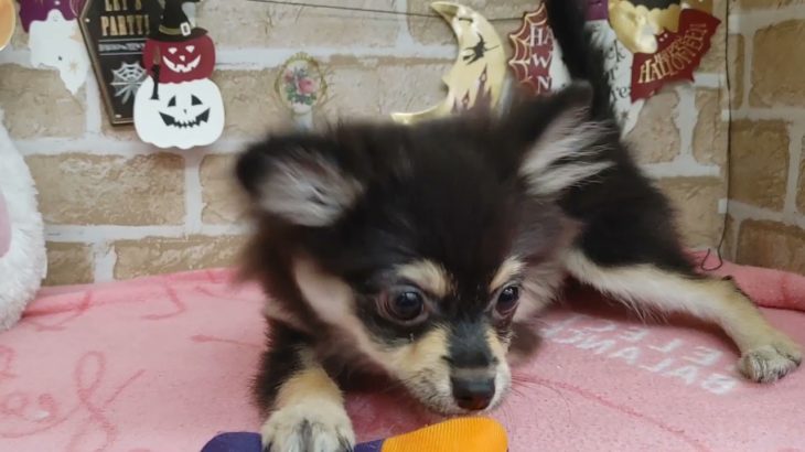 【No.130457 ポメチワ ♀】ペットショップ犬の家猫の里碧南店