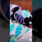 TikTok 元気元気チワワ　フィッシャーズ