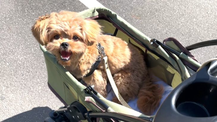 【ペキプー】子犬とペットカートでぶらり札幌散歩（前編）【犬Vlog】