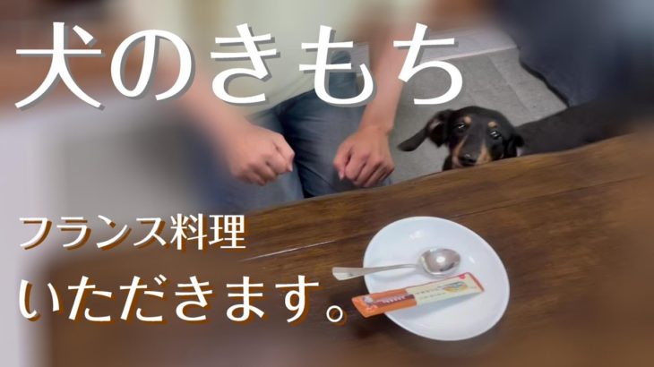 【ミニチュアダックスフンド】犬のきもちになって、ペットフード食べてみた。味の感想は？