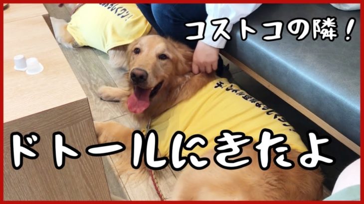 【ゴールデンレトリバー】ペット可のドトール！隣はコストコ。