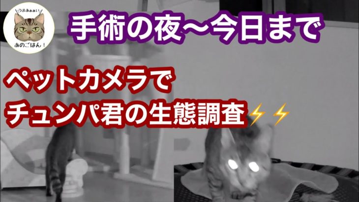 ペットカメラで手術後の行動を確認してみた【元野良猫チュンパ君】