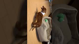 【保護犬ルゥちゃん🐶】ダイエット？